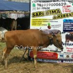 Sapi Bima Qurban 2017 Kode : 22 di Jakarta