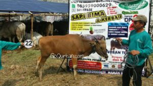 Sapi Bima Qurban 2017 Kode : 22 di Jakarta