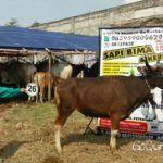 Sapi Bima Qurban 2017 Kode : 26 di Jakarta