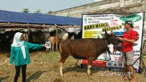 Sapi Bima Qurban 2017 Kode : 26 di Jakarta