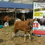 Sapi Bima Qurban 2017 Kode : 36 di Jakarta