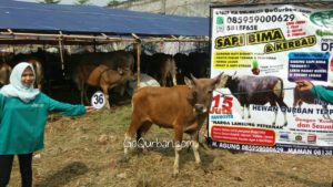 Sapi Bima Qurban 2017 Kode : 36 di Jakarta