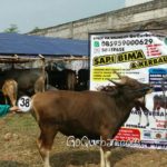 Sapi Bima Qurban 2017 Kode : 38 di Jakarta