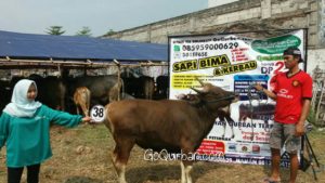 Sapi Bima Qurban 2017 Kode : 38 di Jakarta