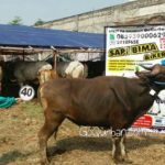 Sapi Bima Qurban 2017 Kode : 40 di Jakarta