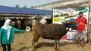 Sapi Bima Qurban 2017 Kode : 40 di Jakarta