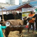 Sapi Bima Qurban 2017 Kode : 59 di Jakarta