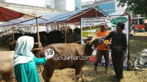 Sapi Bima Qurban 2017 Kode : 59 di Jakarta