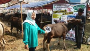 Sapi Bima Qurban 2017 Kode : 60 di Jakarta