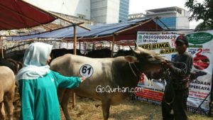 Sapi Bima Qurban 2017 Kode : 61 di Jakarta