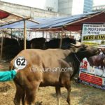 Sapi Bima Qurban 2017 Kode : 62 di Jakarta