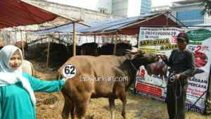 Sapi Bima Qurban 2017 Kode : 62 di Jakarta