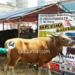 Sapi Bima Qurban 2017 Kode : 64 di Jakarta