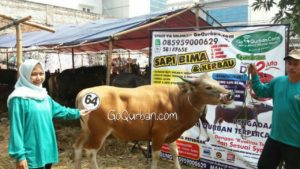 Sapi Bima Qurban 2017 Kode : 64 di Jakarta