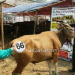 Sapi Bima Qurban 2017 Kode : 66 di Jakarta