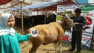 Sapi Bima Qurban 2017 Kode : 66 di Jakarta