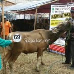 Sapi Bima Qurban 2017 Kode : 69 di Jakarta