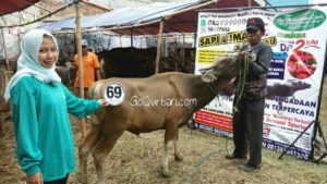 Sapi Bima Qurban 2017 Kode : 69 di Jakarta