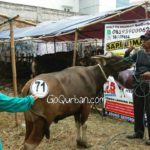 Sapi Bima Qurban 2017 Kode : 71 di Jakarta