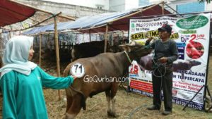 Sapi Bima Qurban 2017 Kode : 71 di Jakarta