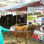 Sapi Bima Qurban 2017 Kode : 73 Di Jakarta