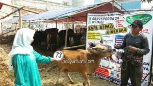 Sapi Bima Qurban 2017 Kode : 73 Di Jakarta