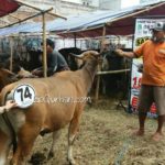 Sapi Bima Qurban 2017 Kode : 74 di Jakarta