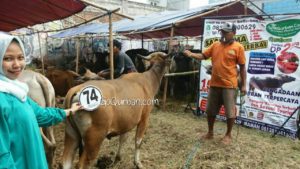 Sapi Bima Qurban 2017 Kode : 74 di Jakarta