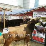 Sapi Bima Qurban 2017 Kode : 90 di Jakarta