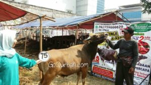 Sapi Bima Qurban 2017 Kode : 75 di Jakarta