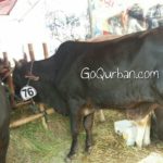 Sapi Bima Qurban 2017 Kode : 76 di Jakarta