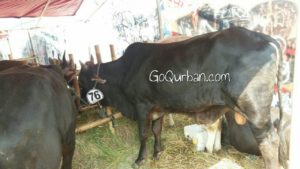 Sapi Bima Qurban 2017 Kode : 76 di Jakarta