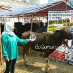 Sapi Bima Qurban 2017 Kode : 80 di Jakarta