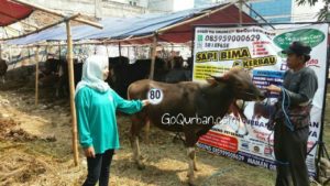 Sapi Bima Qurban 2017 Kode : 80 di Jakarta