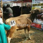 Sapi Bima Qurban 2017 Kode : 81 di Jakarta