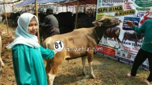 Sapi Bima Qurban 2017 Kode : 81 di Jakarta