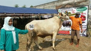 Sapi Bima Qurban 2017 Kode : 86 di Jakarta