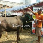 Sapi Bima Qurban 2017 Kode : 87 di Jakarta