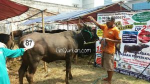 Sapi Bima Qurban 2017 Kode : 87 di Jakarta