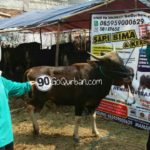 Sapi Bima Qurban 2017 Kode : 90 di Jakarta