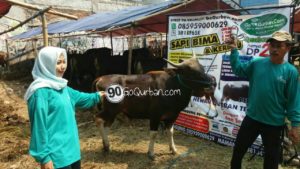 Sapi Bima Qurban 2017 Kode : 90 di Jakarta