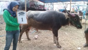 KERBAU QURBAN 2018 Kandang R No Kerbau : 1