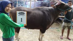 SAPI QURBAN 2018 Kandang R Nomor Sapi : 1