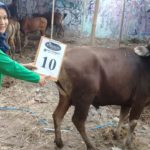 SAPI QURBAN 2018 Kandang R No Sapi : 10