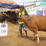 SAPI QURBAN 2018 No Sapi : 10W Kandang 4M