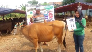 SAPI QURBAN 2018 No Sapi : 11W Kandang 4M