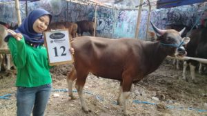 SAPI QURBAN 2018 Kandang R No Sapi : 12