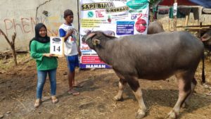 KERBAU QURBAN 2018 Kandang M No Kerbau : 14