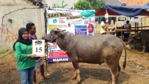 KERBAU QURBAN 2018 Kandang M No Kerbau : 15