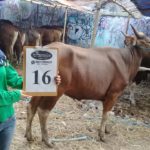 SAPI QURBAN 2018 Kandang R No Sapi: 16